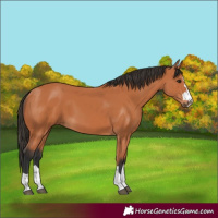 Horse Color:Bay 