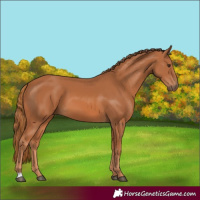 Horse Color:Chestnut 