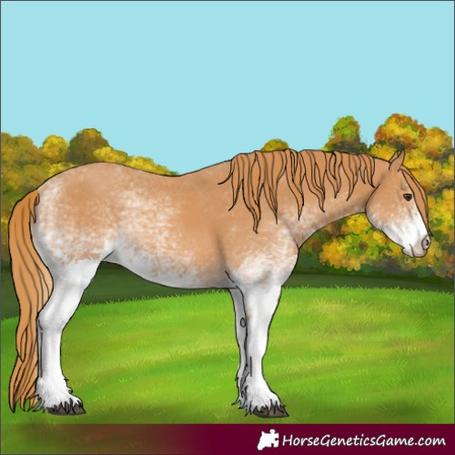 Horse Color:White Spotted Chestnut