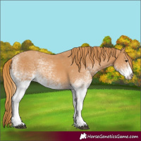 Horse Color:White Spotted Chestnut