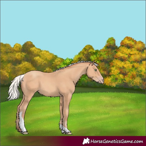 Horse Color:Silver Amber Champagne Tobiano Rabicano 