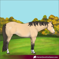 Horse Color:Buckskin