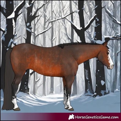 Horse Color:Brown Rabicano  and Brown 