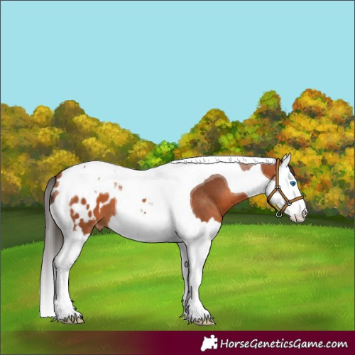 Horse Color:Bay Splash Tobiano Appaloosa 