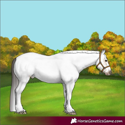 Horse Color:White Spotted Bay Dun Frame 