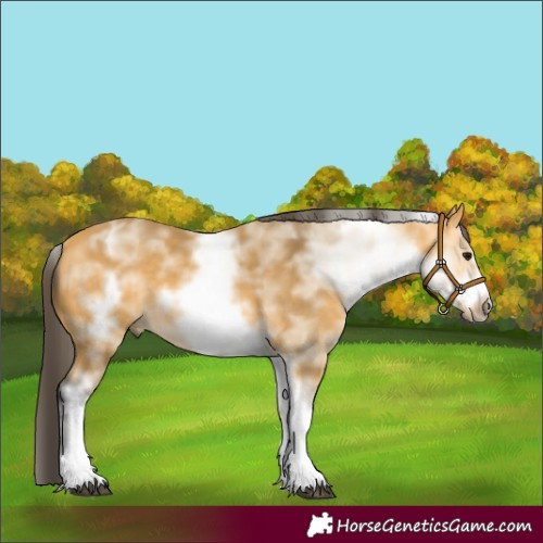 Horse Color:White Spotted Buckskin Frame 