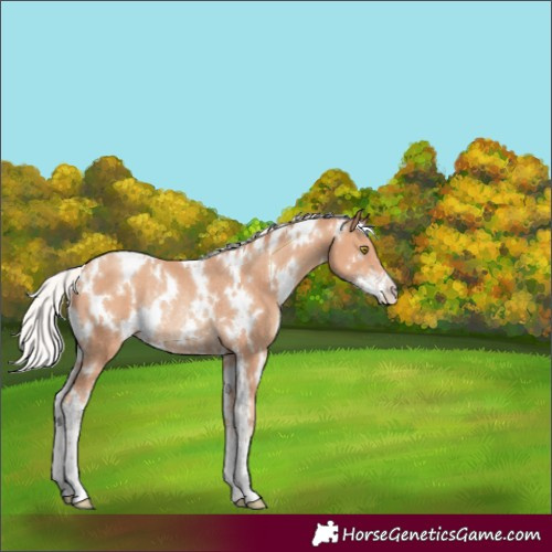 Horse Color:White Spotted Silver Amber Champagne Sabino Rabicano 
