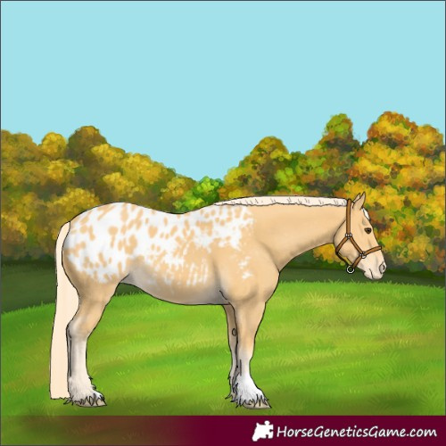 Horse Color:Palomino Appaloosa 