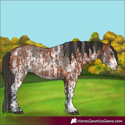 Horse Color:Bay Sabino Rabicano  and Bay Sabino Rabicano 