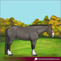 Horse Color:Smoky Grullo 