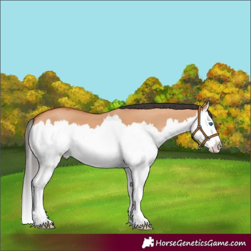 Horse Color:Bay Dun Splash 