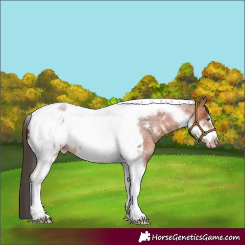 Horse Color:Bay Roan Tobiano Frame Appaloosa 