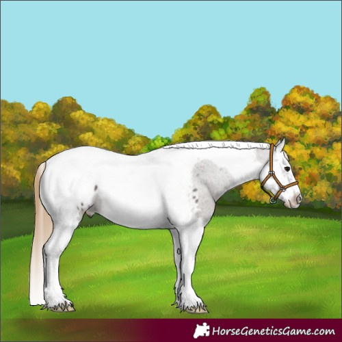 Horse Color:Smoky Grullo Splash Tobiano Frame Appaloosa 