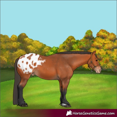 Horse Color:Bay Appaloosa 