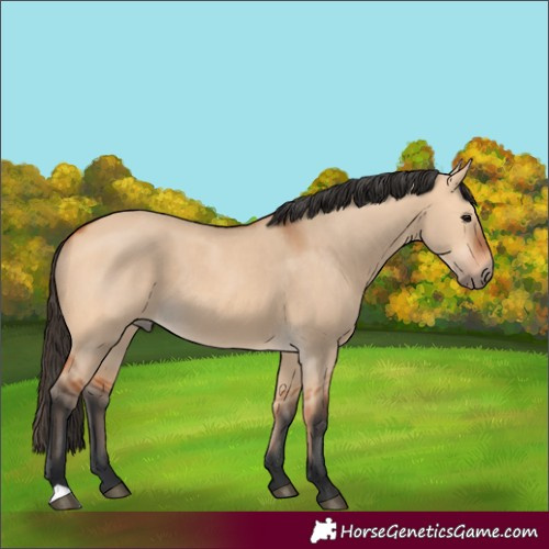 Horse Color:Bay Dun