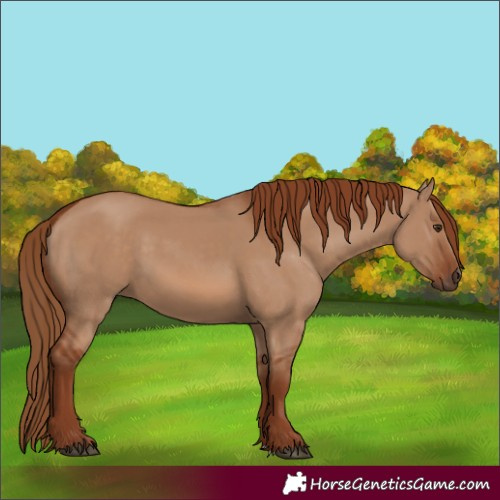 Horse Color:Red Dun