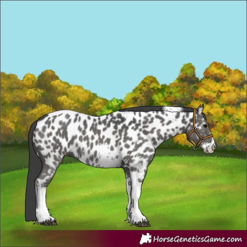 Horse Color:Black Sabino Tobiano Near Leopard 