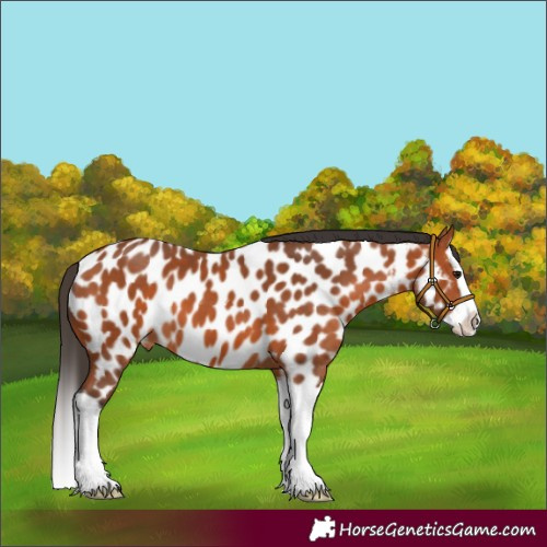 Horse Color:Bay Splash Appaloosa 