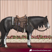 Horse Color:Smoky Black Sabino 