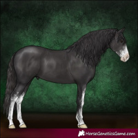 Horse Color:Smoky Black Sabino 