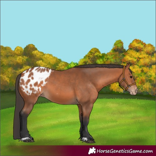 Horse Color:Bay Appaloosa 