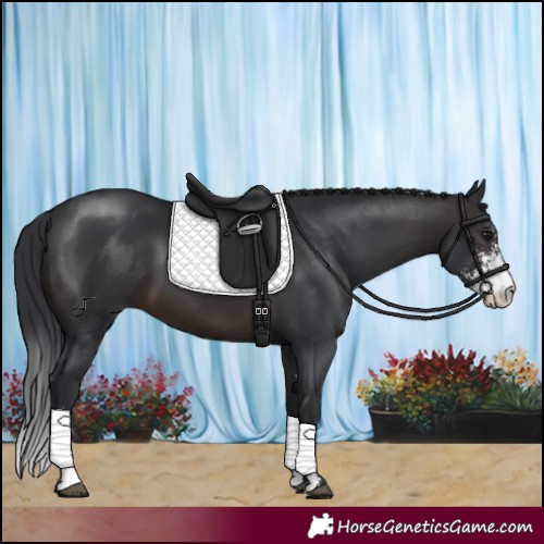 Horse Color:Brown Sabino 