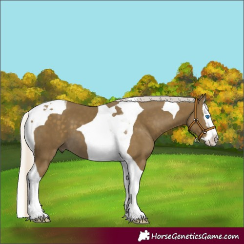 Horse Color:Silver Smoky Black Splash Tobiano 