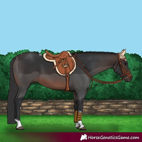 Horse Color:Brown Tobiano 