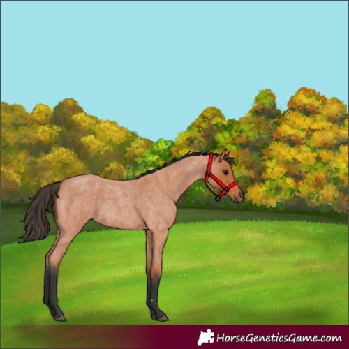 Horse Color:Bay Roan 
