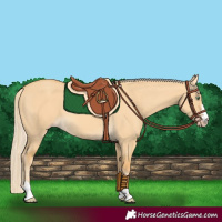 Horse Color:Gold Cream Champagne Dun 