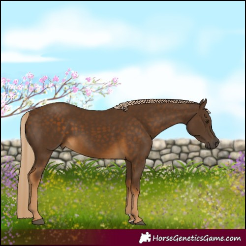 Horse Color:Chocolate Palomino 