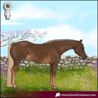 Horse Color:Chocolate Palomino 