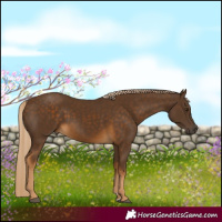 Horse Color:Chocolate Palomino
