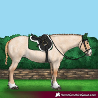 Horse Color:Red Dun Roan 