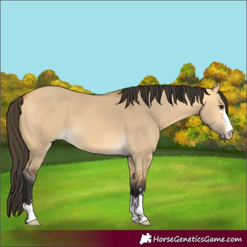 Horse Color:Buckskin Dun