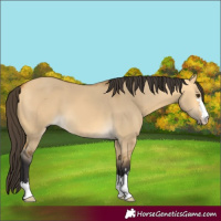 Horse Color:Buckskin Dun 