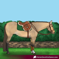 Horse Color:Buckskin Dun 
