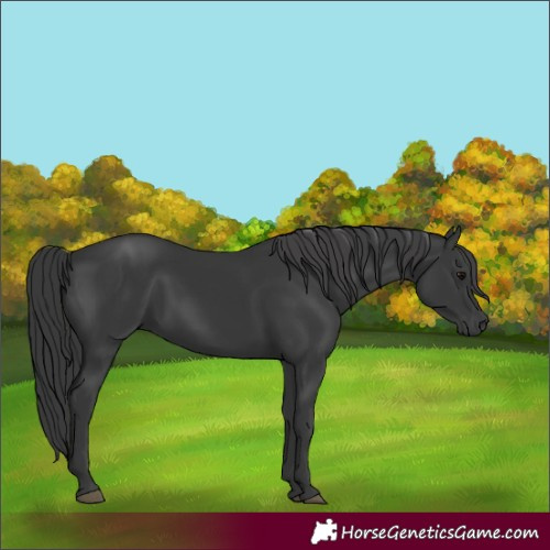 Horse Color:Black 