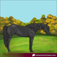 Horse Color:Black 