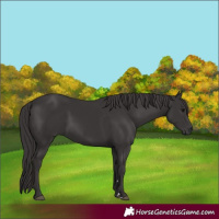 Horse Color:Smoky Black
