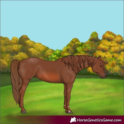 Horse Color:Chestnut 
