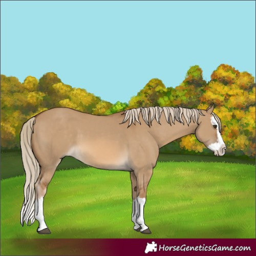 Horse Color:Chocolate Palomino Dun Splash 