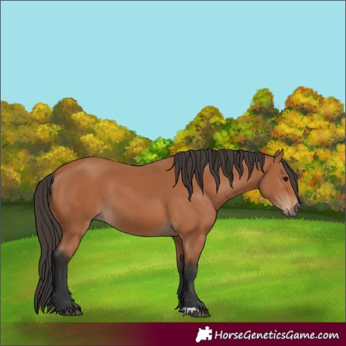 Horse Color:Bay 