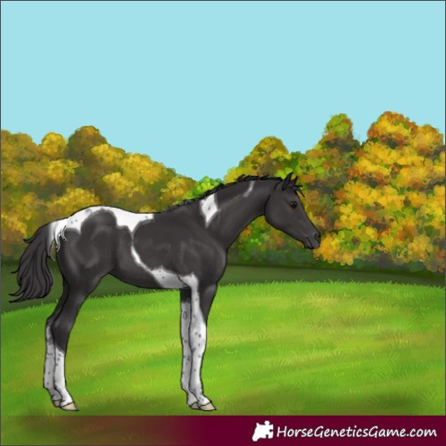 Horse Color:Smoky Black Tobiano 