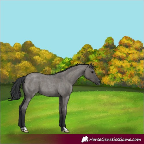 Horse Color:Grullo Roan 