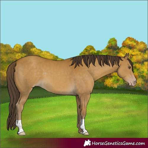 Horse Color:Classic Cream Champagne 