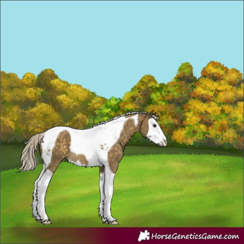 Horse Color:Silver Buckskin Dun Splash Tobiano 