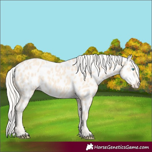 Horse Color:Cremello Appaloosa 