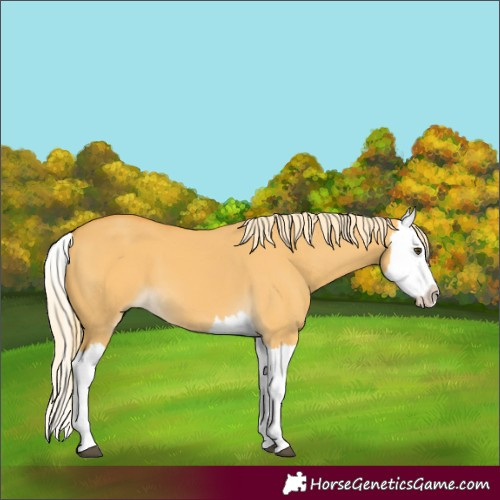 Horse Color:Palomino Dun Splash 