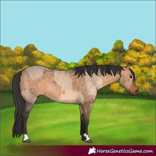 Horse Color:Brown Dun  and Brown Dun 